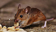 24 Hour & Emergency Exterminators in Little Chicago, WI